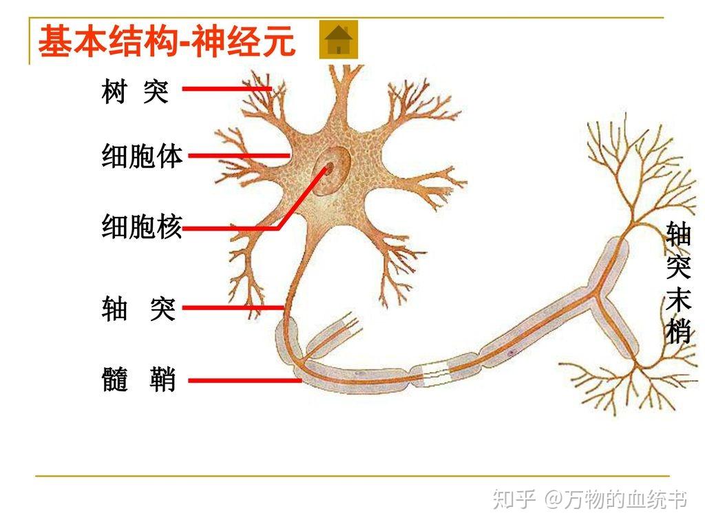 既然神经元的结构非常简单,那么为什么不制造几百亿个模拟神经元来