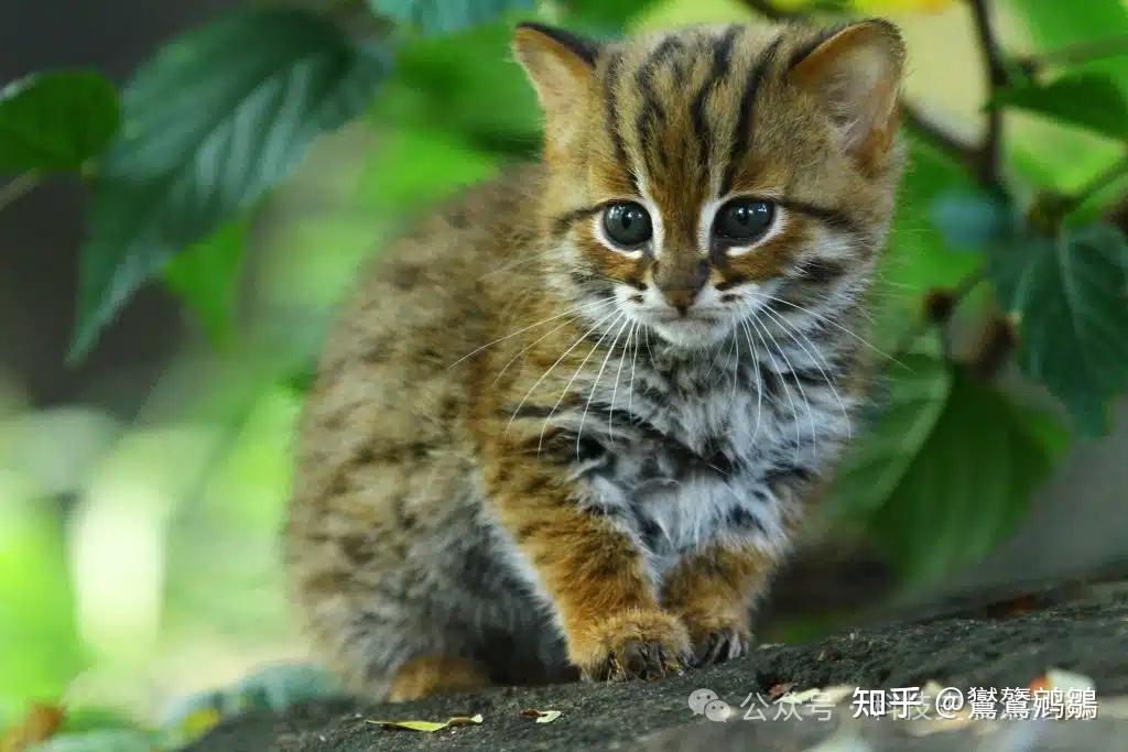 为什么家猫可以接受人类作为家庭成员,但大型猫科动物却无法被真正「家养」? - 知乎