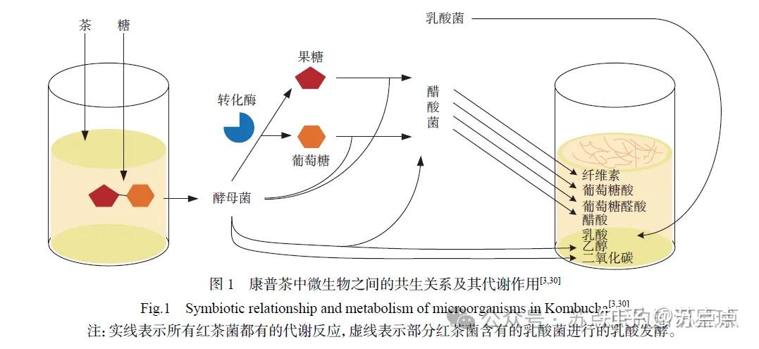 康普茶的制作工艺 - 知乎