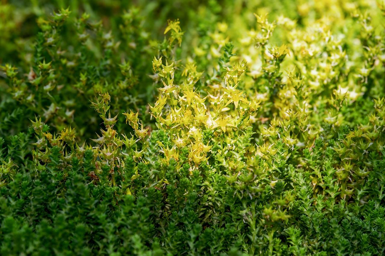 4. 新城占地面积