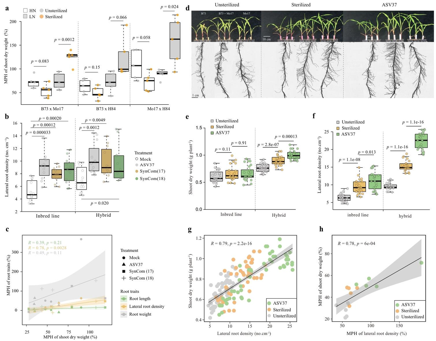 Nature Communications | 微生物决定宿主杂种优势-玉米杂交种根鞘富集马赛菌属(Massilia)促进根系生长 - 知乎
