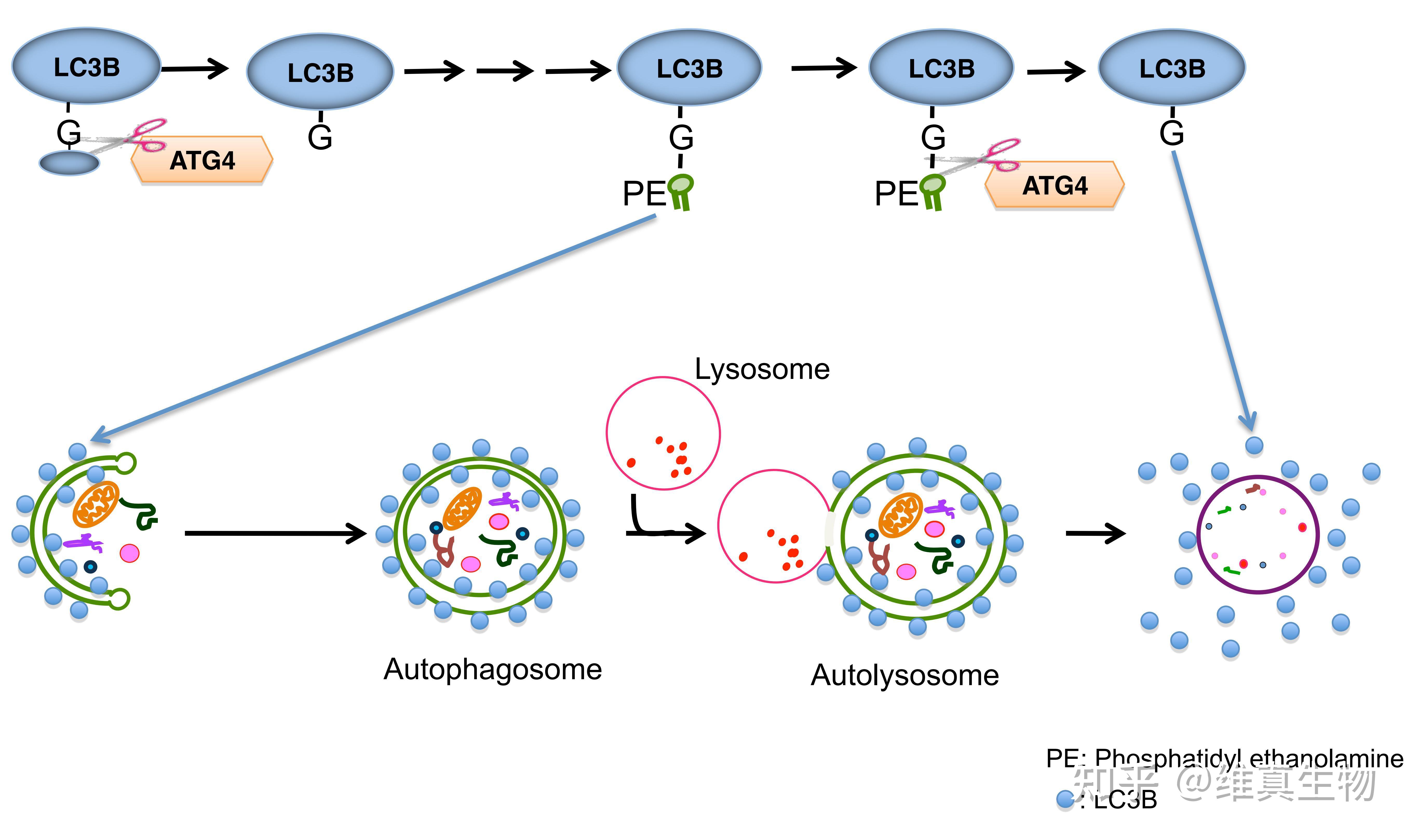 如何检测自噬的发生？ - 知乎