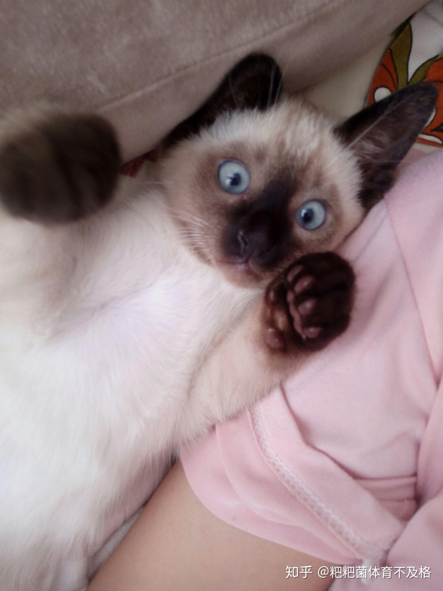 求救两个月的小暹罗总在床上拉屎怎么办