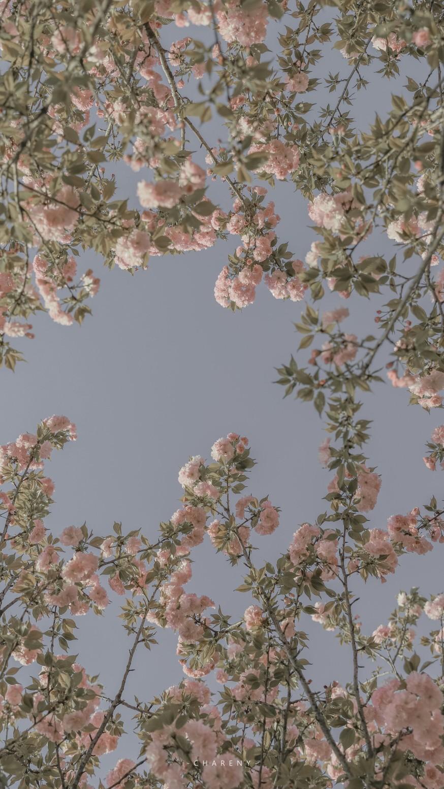 有没有什么微信聊天背景好看又不影响看消息的图片? - 知乎