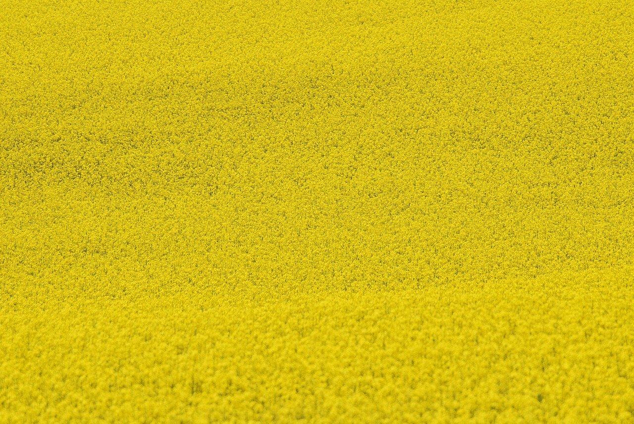 如何快速杀死植物