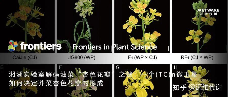 北京林业大学整合3D成像、GWAS和单细胞转录组学阐明杨树根系结构 - 知乎
