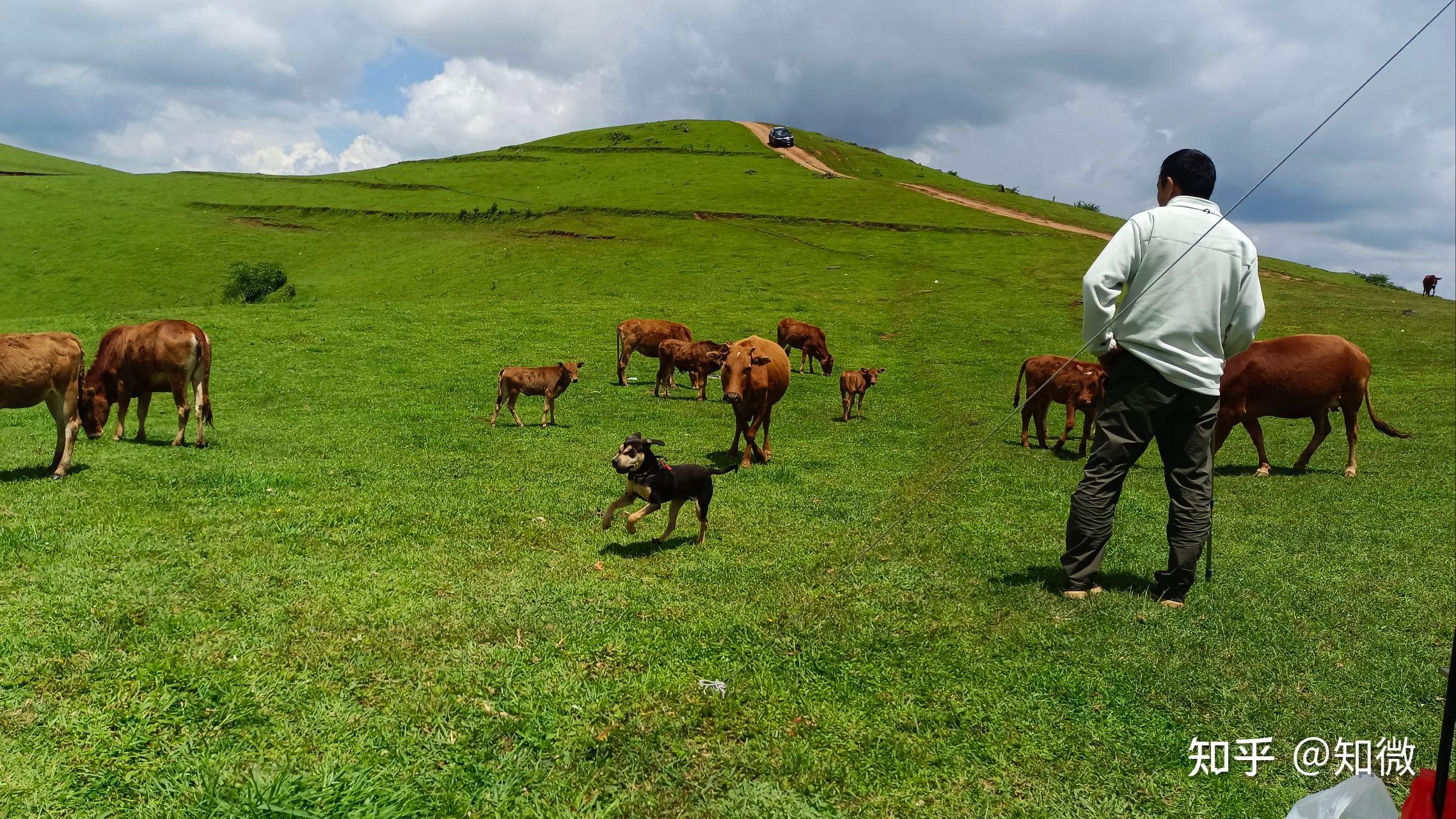 南国草原露营记