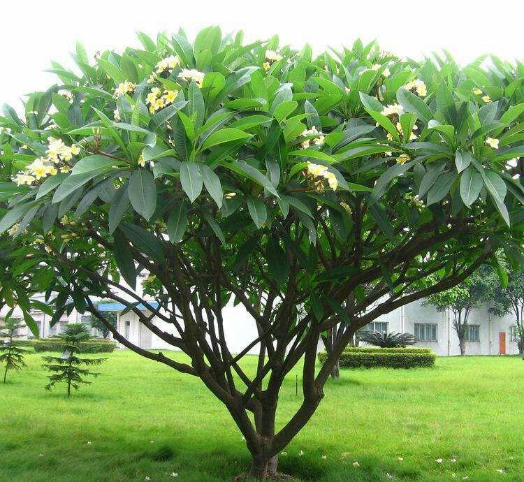 这棵树的名字是什么