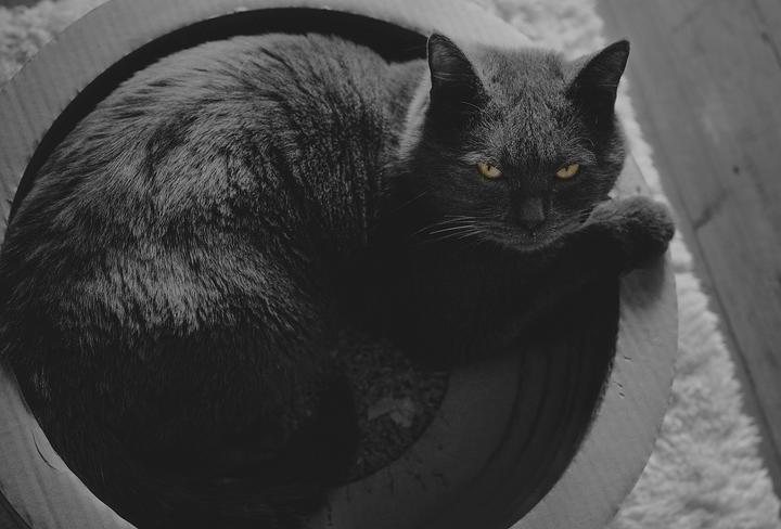 蓝猫都有哪些品种 知乎 蓝猫都有哪些品种 知乎