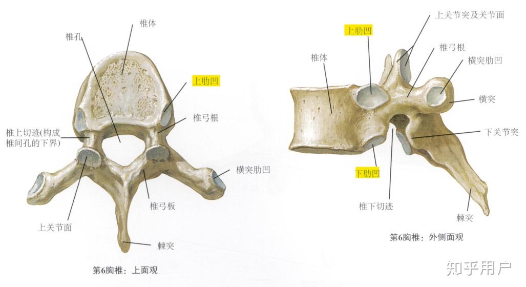 椎体肋凹的示意图图片