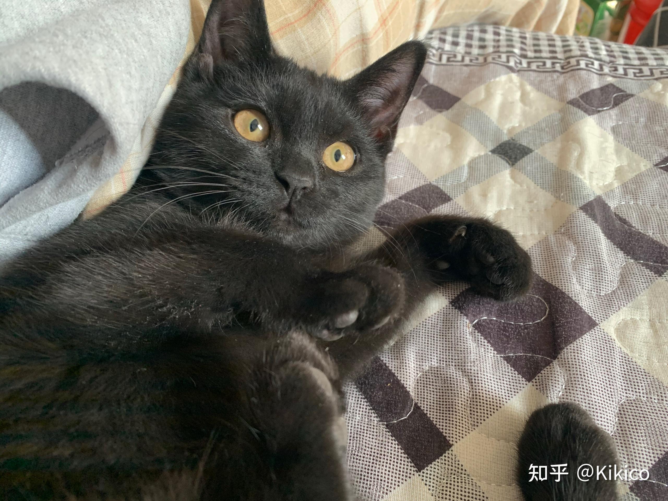 暹罗猫和英短交配能生出纯黑色的小猫吗? 