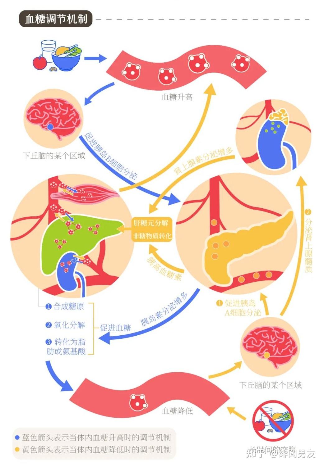 最近大家讨论很火的内稳态到底是什么？目前国内对内稳态的研究到什么地步了？ - 知乎