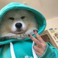 Zhihu profile picture for @imaginable