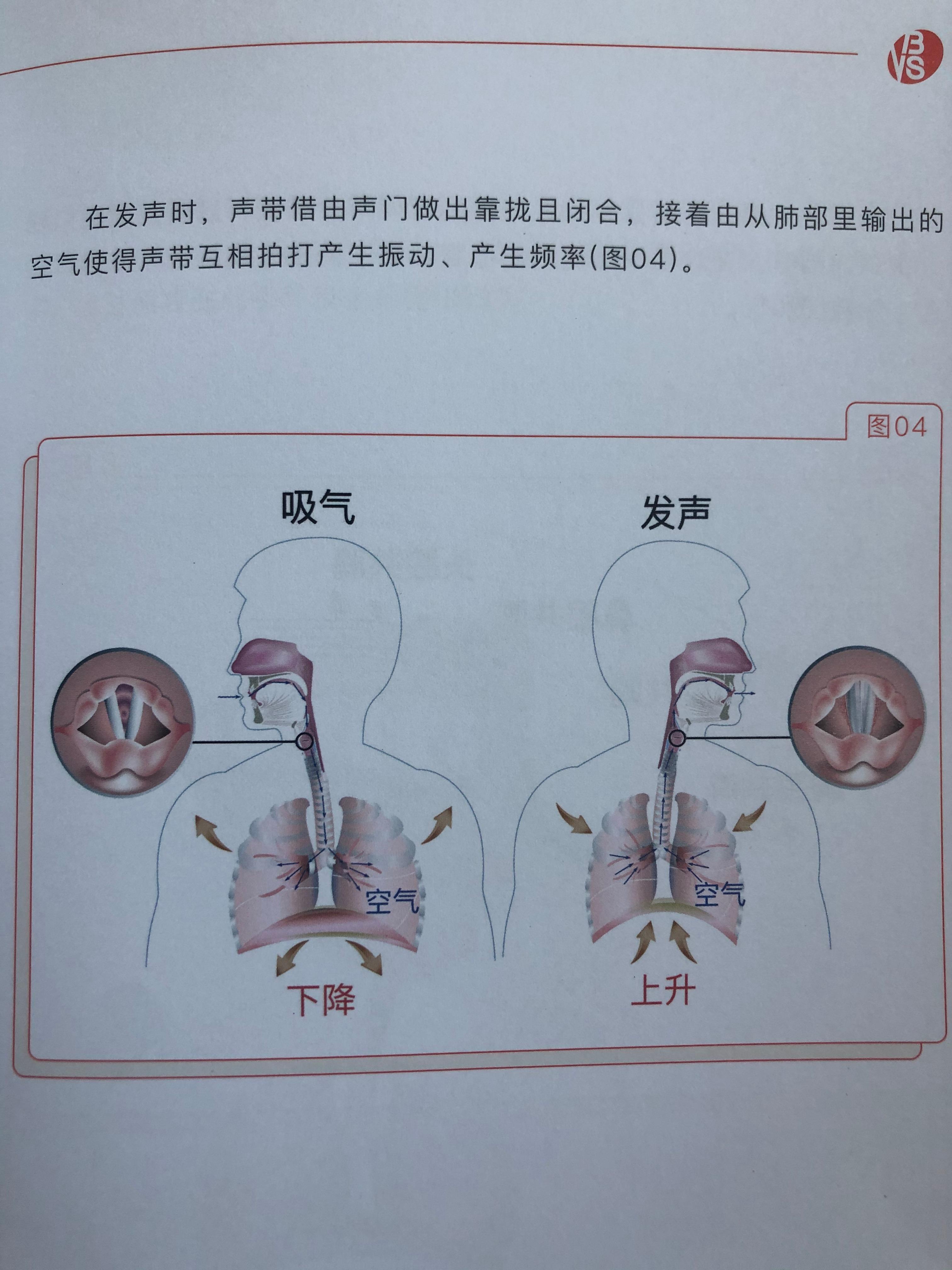 发声点和发声位置图解图片