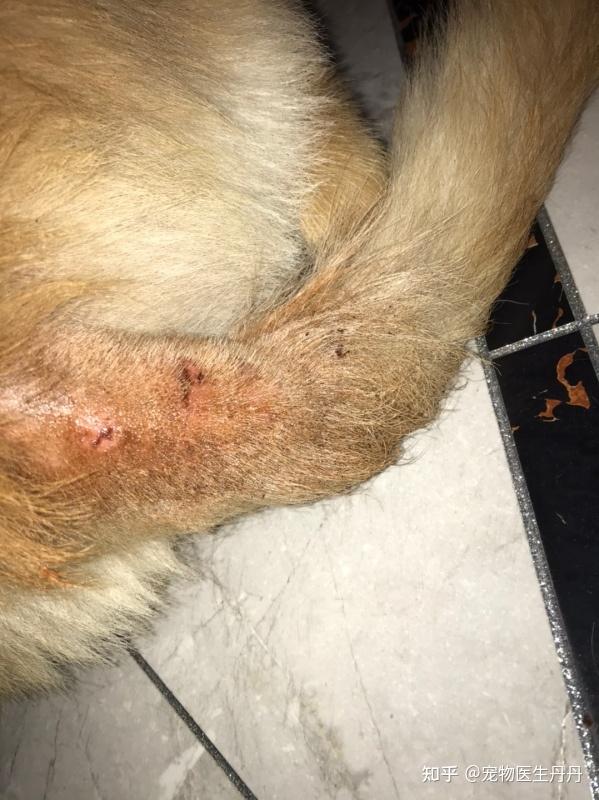 猫癣狗癣真的有这么缠人吗? - 知乎