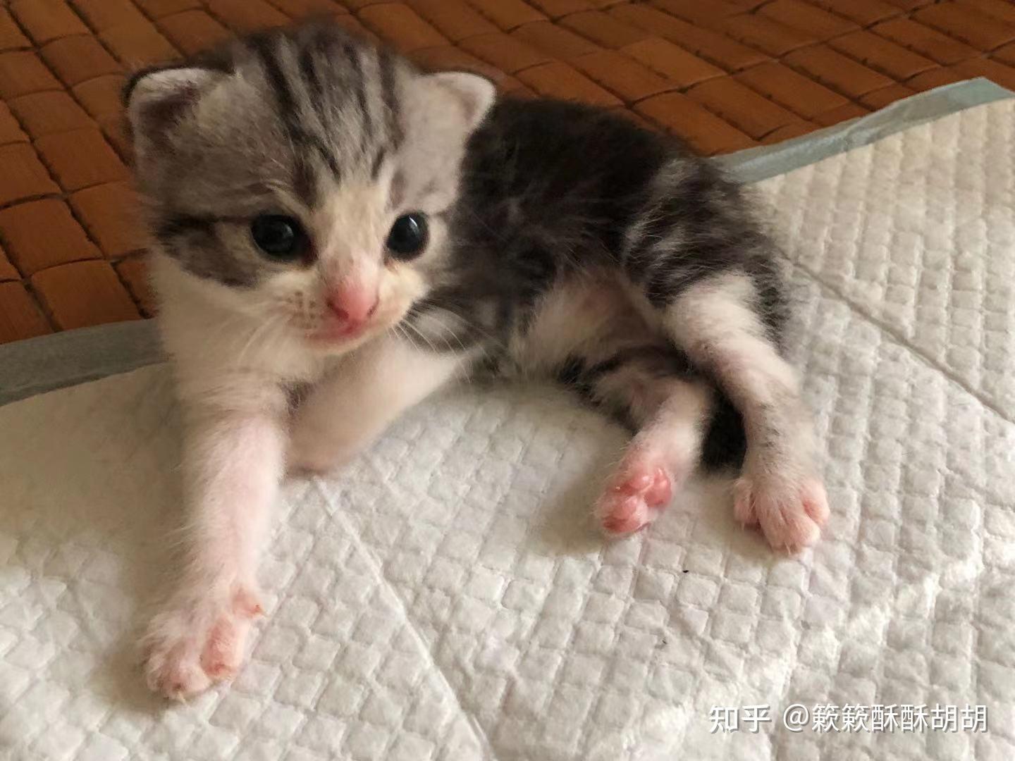 布偶串美短孩子长大啥样呢? - 知乎