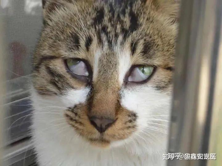 急急急!猫咪第三眼睑出来了,怎么办啊!!!? - 知乎