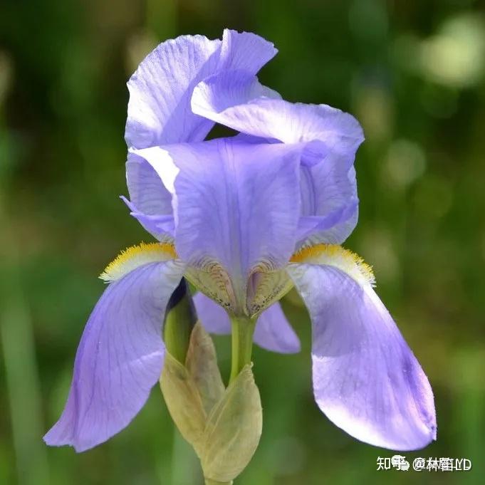Iris 鸢尾——以彩虹女神命名的花儿不仅是蓝色的 - 知乎