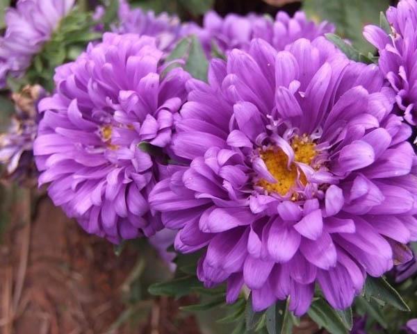 植物非试管高效快繁技术繁殖姜丝辣