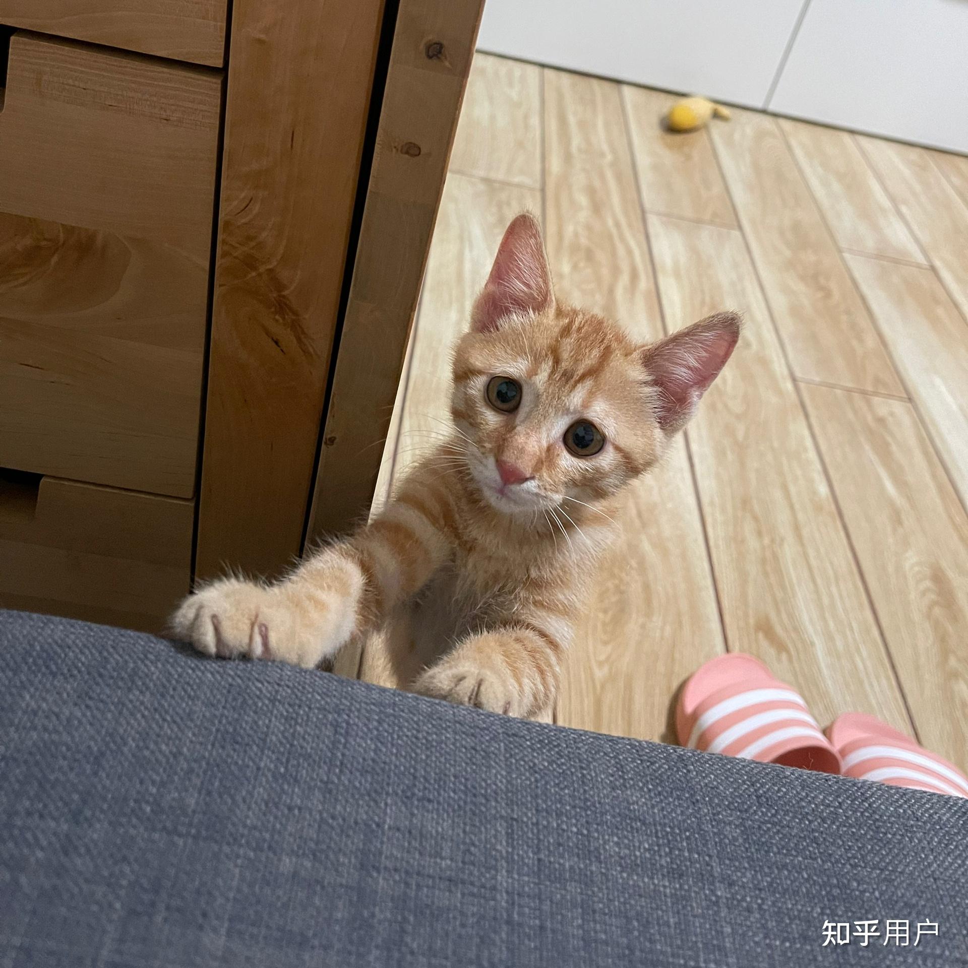 你见过最好看的橘猫长什么样? - 知乎