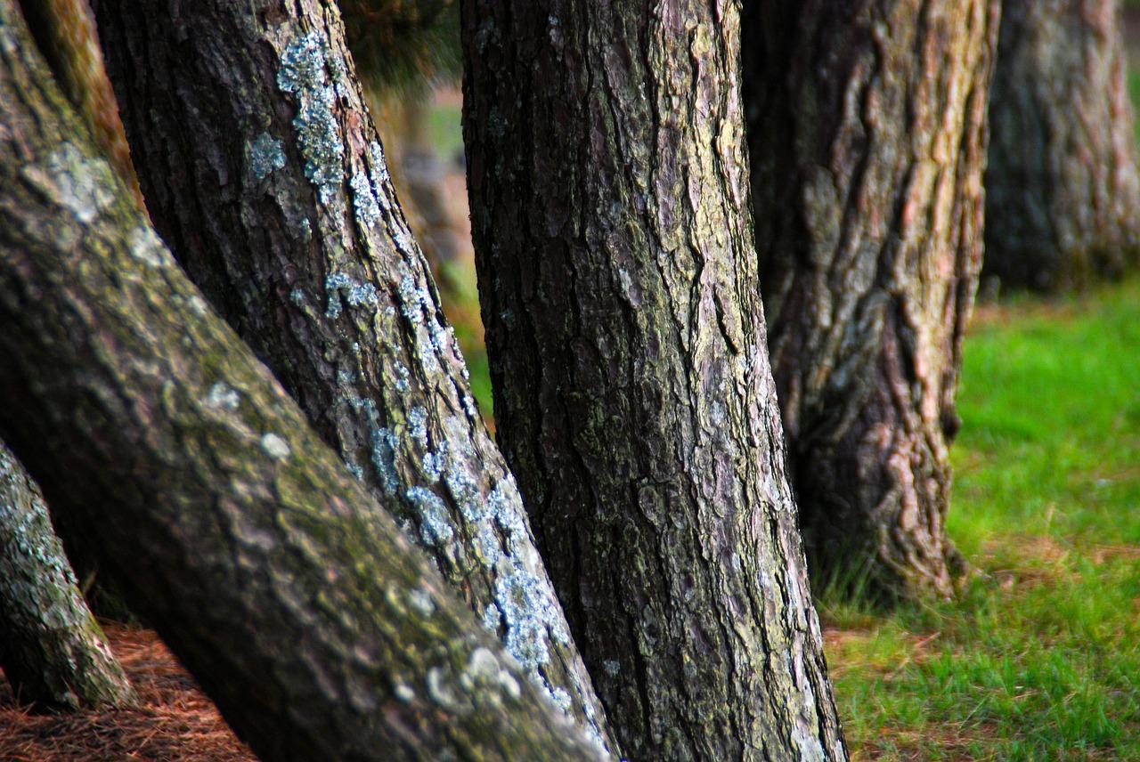 杉树木材多少钱一方