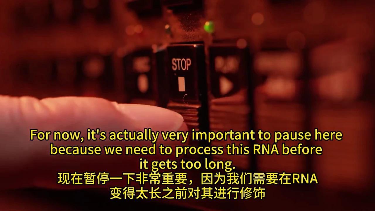 彻底解密DNA转录与mRNA剪接:动画揭秘生物学奥秘 - 知乎