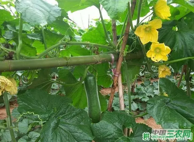 能不能详细的讲一下各种瓜? - 知乎