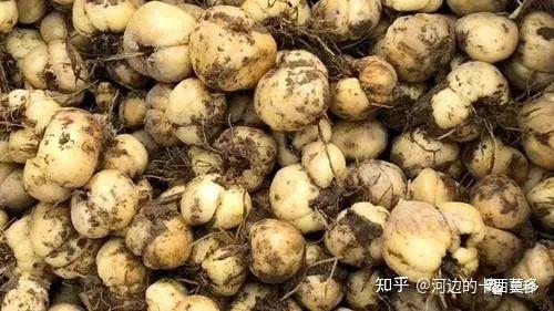 种植川贝母常见的病害有哪些?