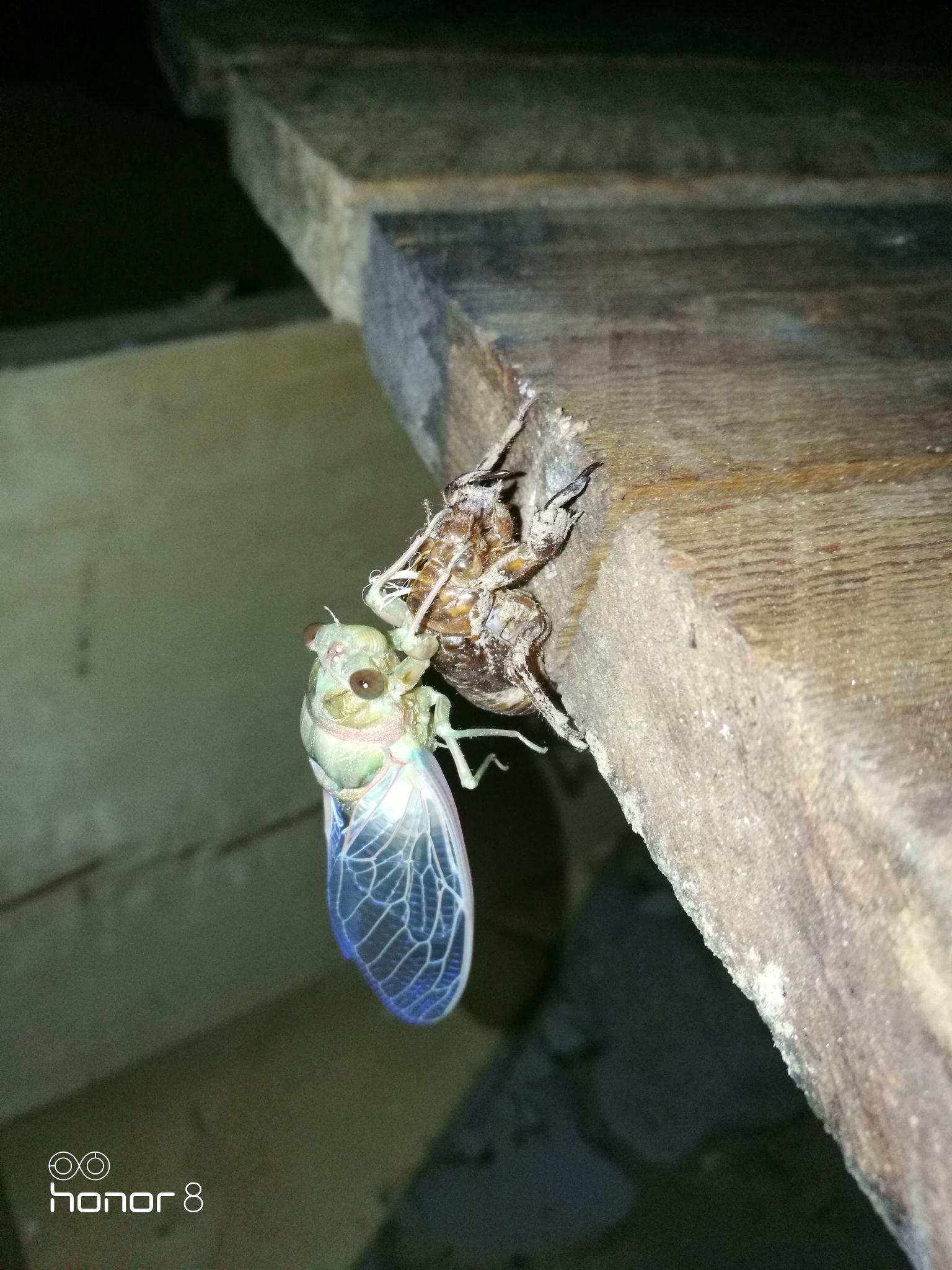 知了是怎么死的