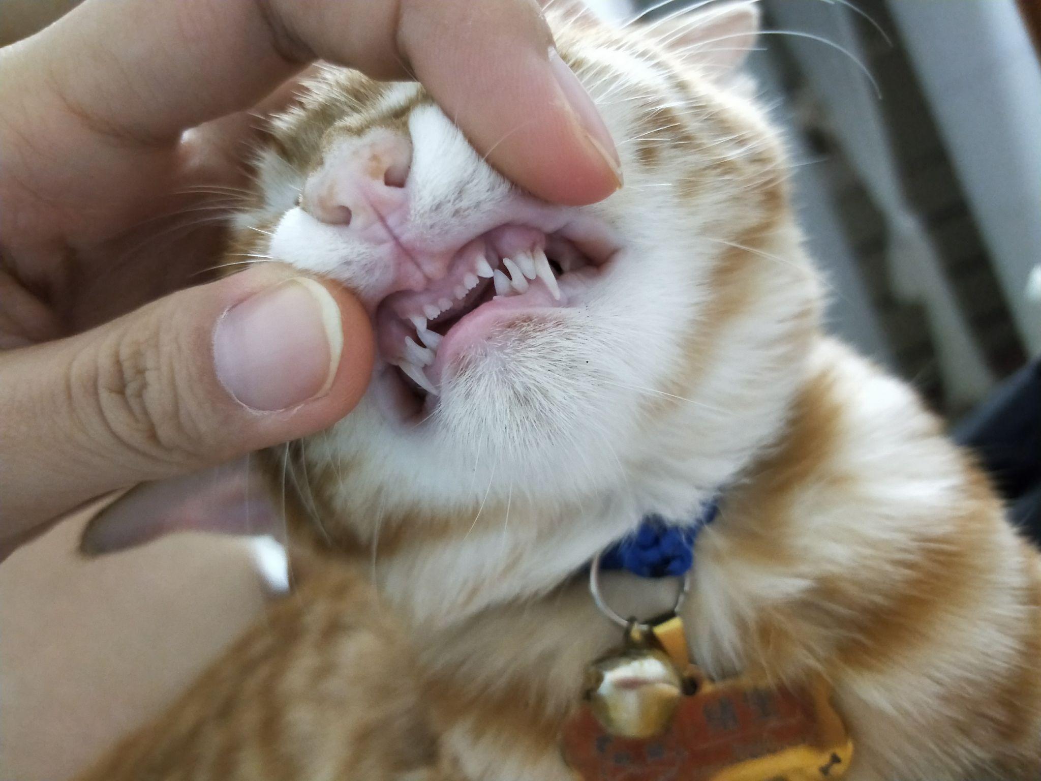 猫牙齿图片大全图图片