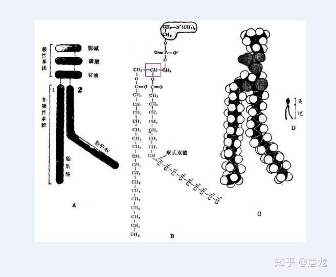 磷脂双分子层简图图片