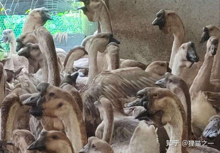 一个狮头鹅头能卖上千元,这么值钱为何没全国推广?原因很现实 - 知乎
