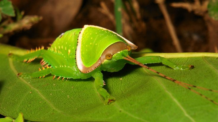 女大学生在寝室发现巨拟叶螽,网友评论称「以为是个玩偶,结果是活的」