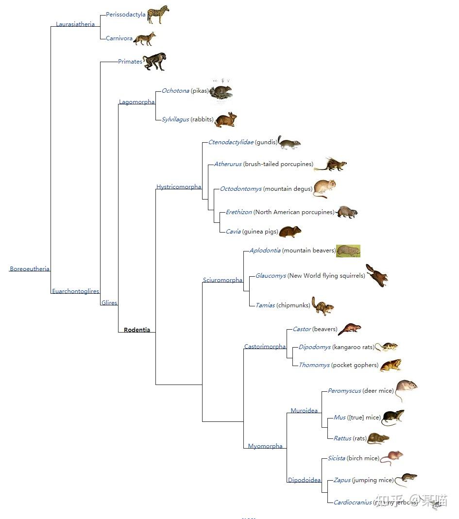 老鼠的祖先进化图起源图片