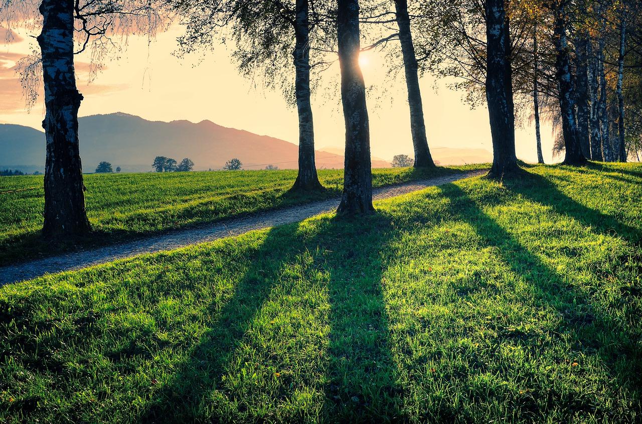 1. 树木价格查询