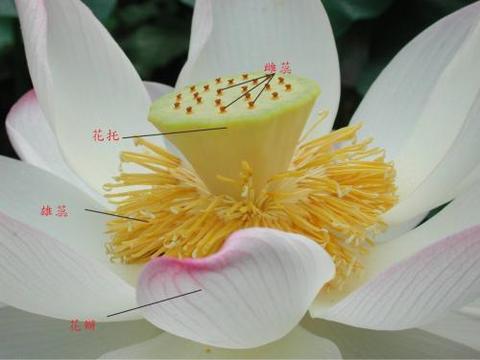 雌蕊 - 知乎