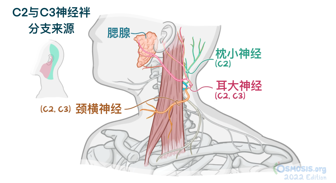 人体解剖学基础:颈丛 - 知乎