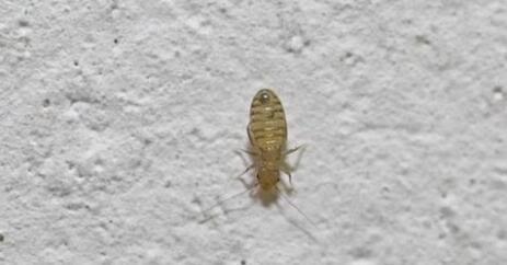 新房子墙壁上出现白色灰尘小虫子,尘虱对人有哪些危害