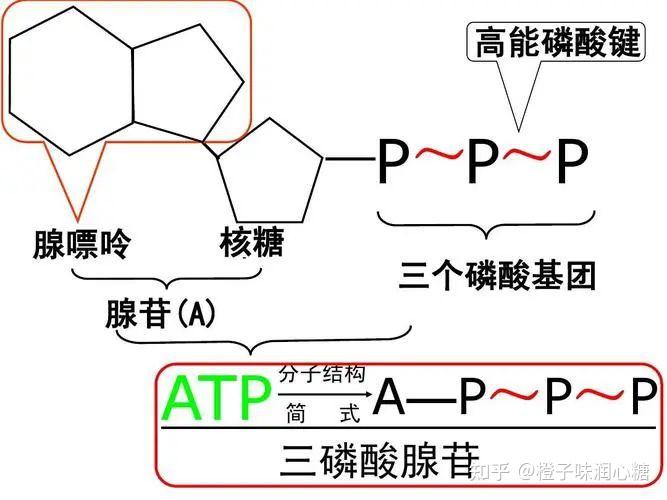 高能磷酸键图片