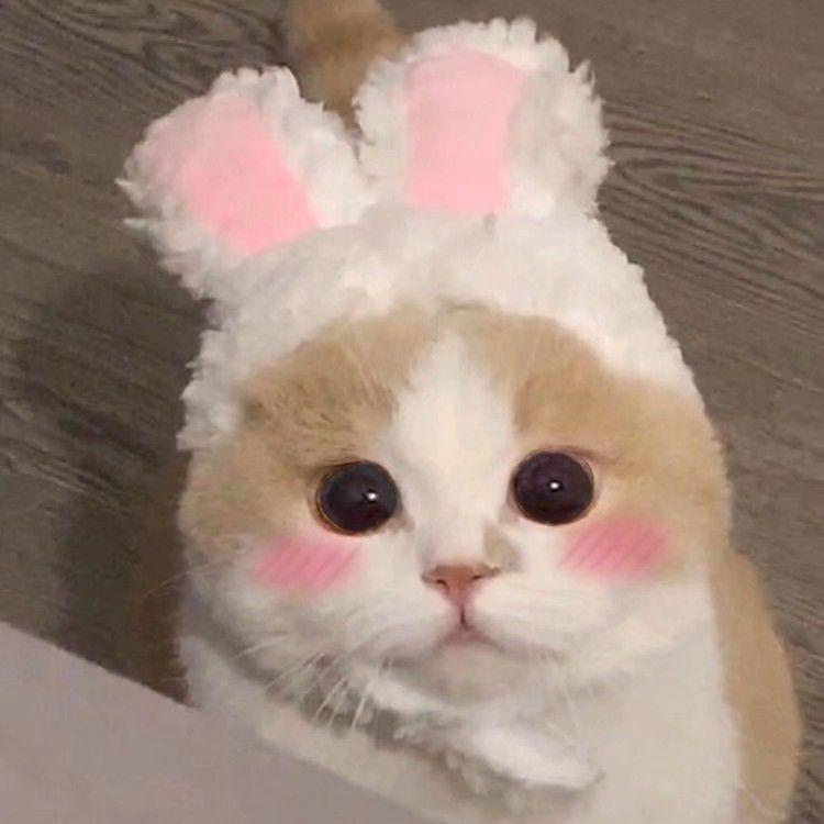 有没有敲可爱的猫咪头像