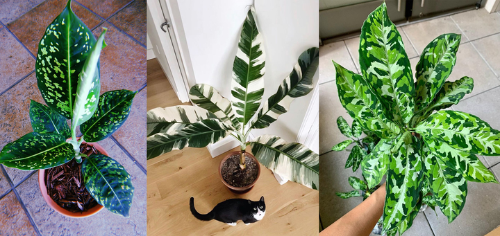 锦叶科技集团 1片叶子10000块?还有人专门去植物园