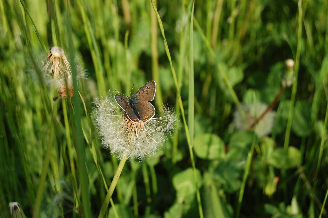 蝴蝶模型如何得来