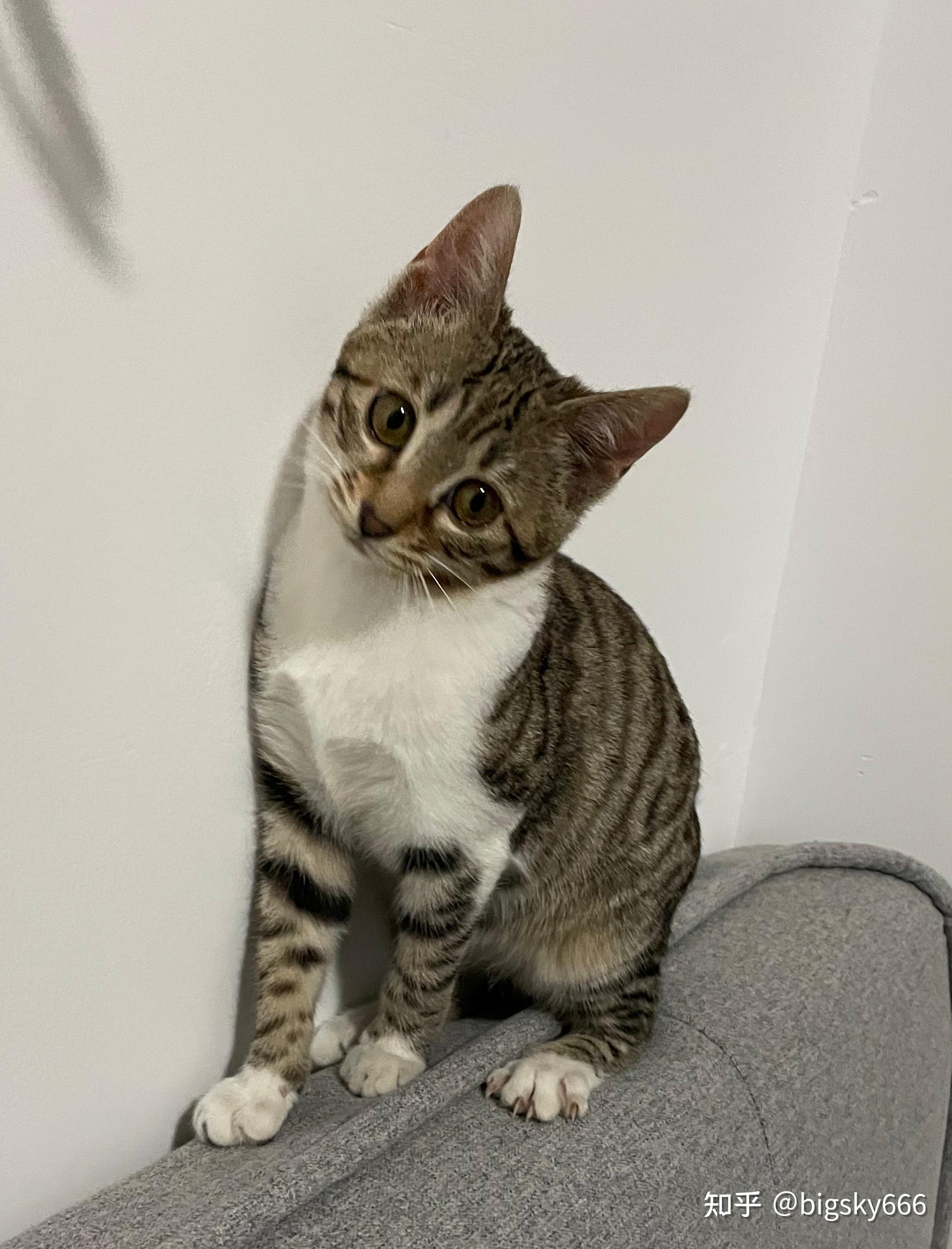 白餐巾白手套的狸花猫能有多漂亮