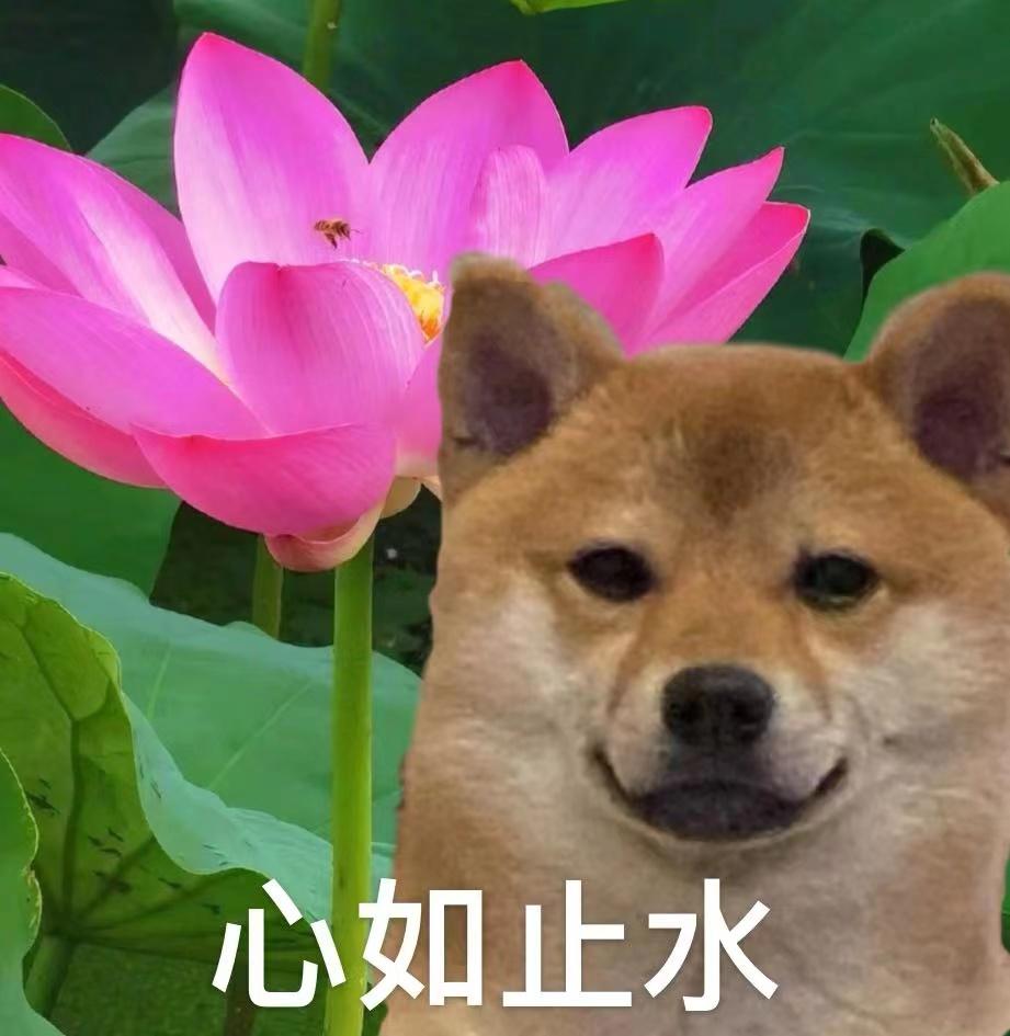 有什么搞笑女专属的沙雕表情包