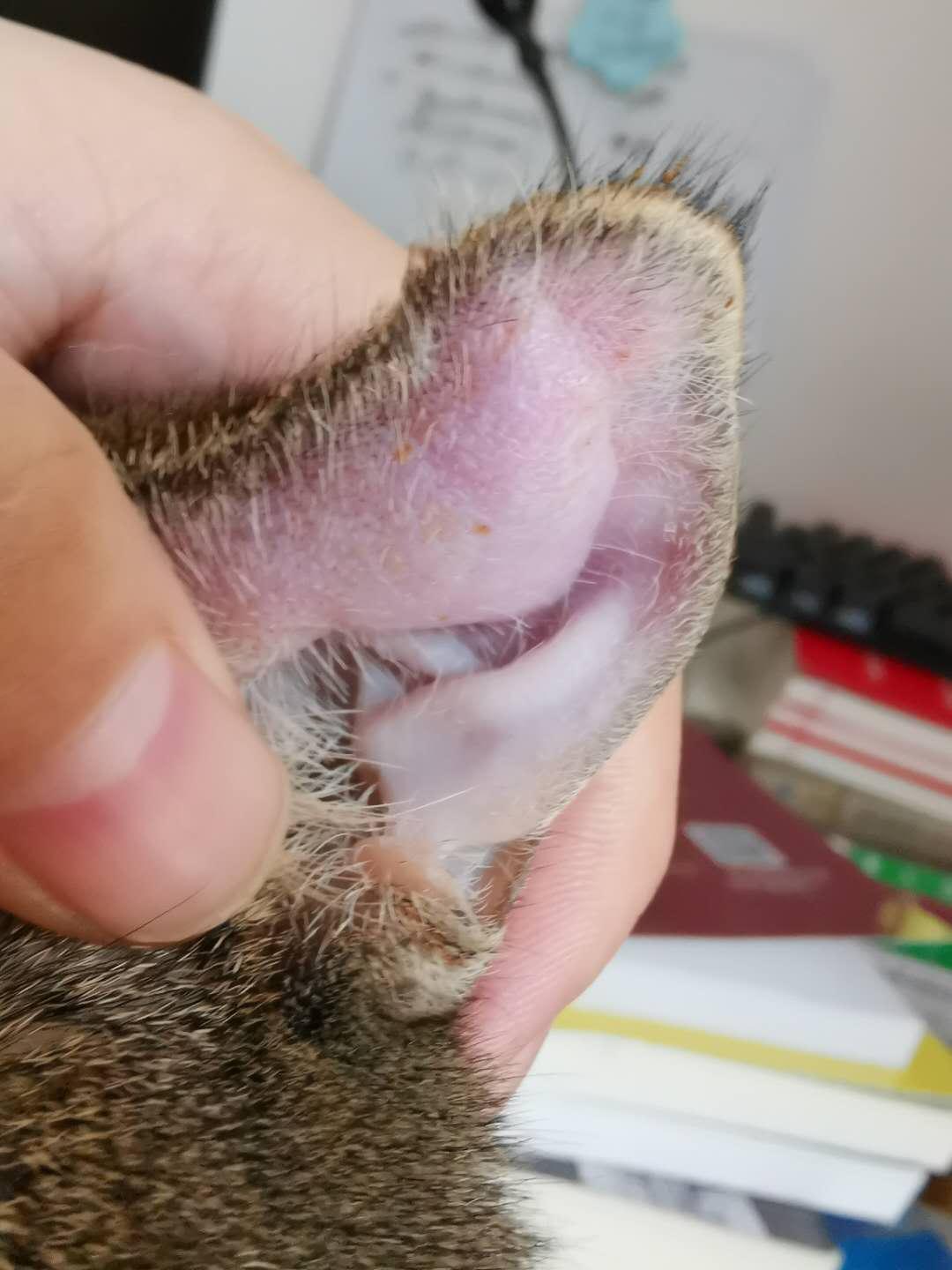 猫咪得了耳血肿怎么办