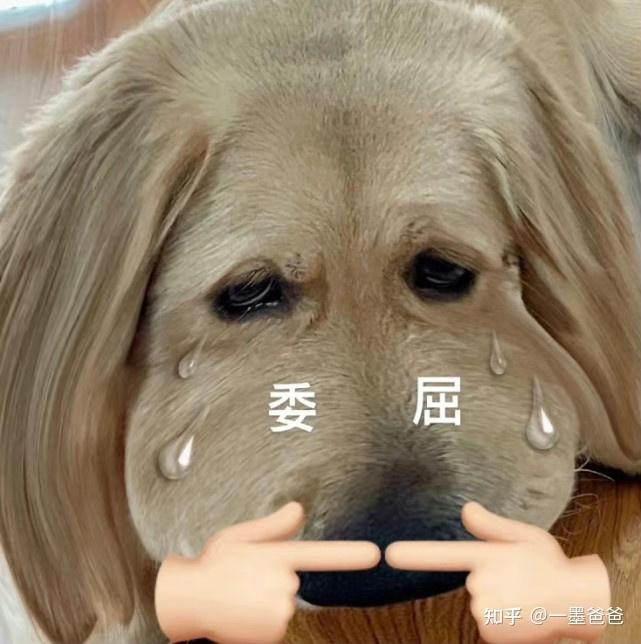 大家有没有一张贴着门框很委屈的金毛表情包(急用!谢谢)? - 知乎