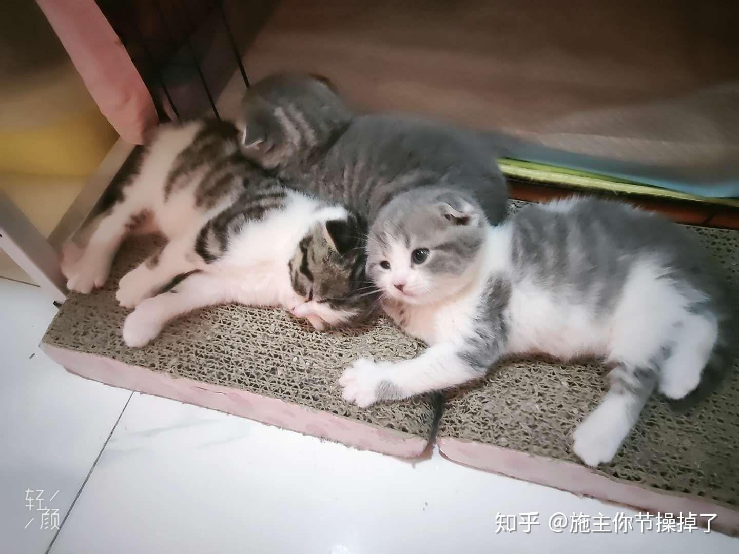 蓝猫成母配起司种公会生出哪些品种的猫