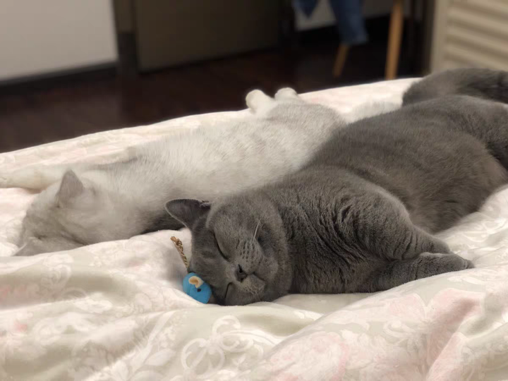 新手养猫须知:初次养猫的注意事项和需要准备什么? - 知乎