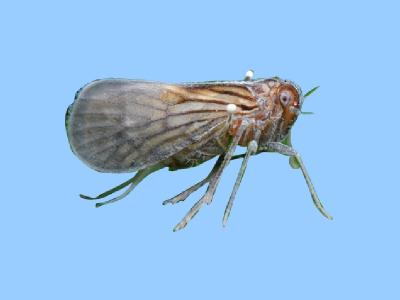 【动物界全系列】稻虱科—凹距飞虱族(三):鼓面飞虱 - 知乎