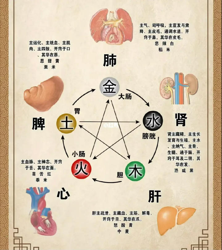 中医-五行与五脏六腑 - 知乎
